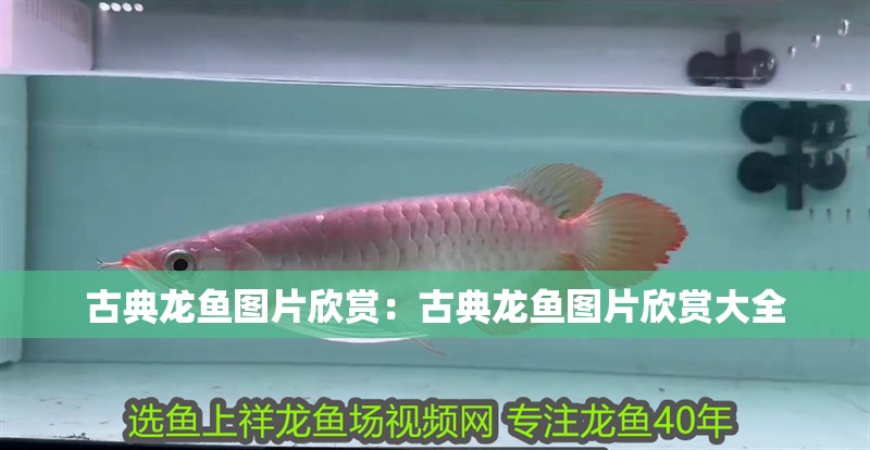 古典龍魚圖片欣賞：古典龍魚圖片欣賞大全
