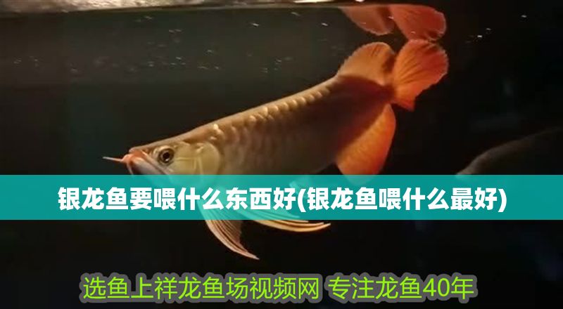 銀龍魚要喂什么東西好(銀龍魚喂什么最好)