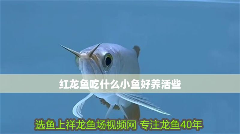 印尼龍魚進口價格表最新消息新聞報道視頻大全(印尼紅龍魚魚苗的價格多少錢)