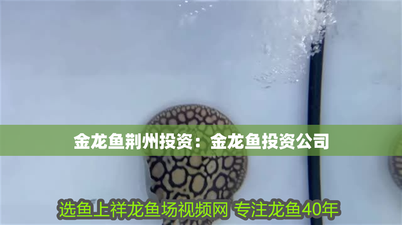 金龍魚荊州投資：金龍魚投資公司