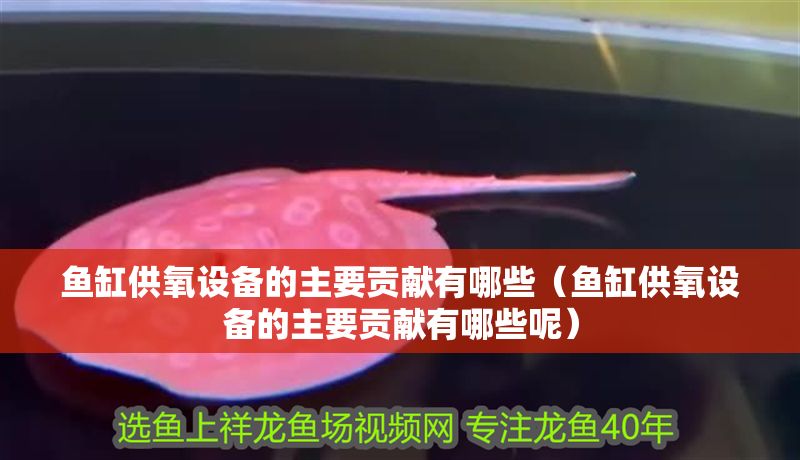 魚缸供氧設備的主要貢獻有哪些（魚缸供氧設備的主要貢獻有哪些呢）