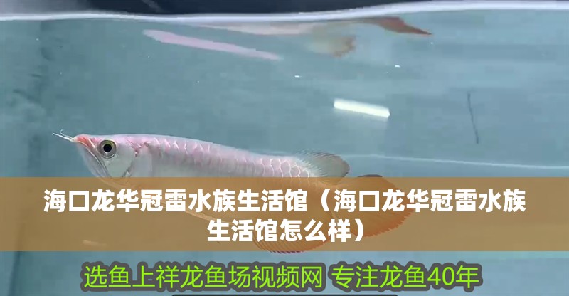 ?？邶埲A冠雷水族生活館（海口龍華冠雷水族生活館怎么樣）