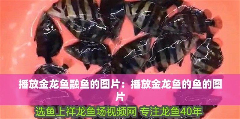 播放金龍魚融魚的圖片：播放金龍魚的魚的圖片
