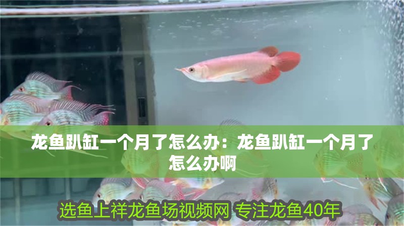 龍魚趴缸一個(gè)月了怎么辦：龍魚趴缸一個(gè)月了怎么辦啊