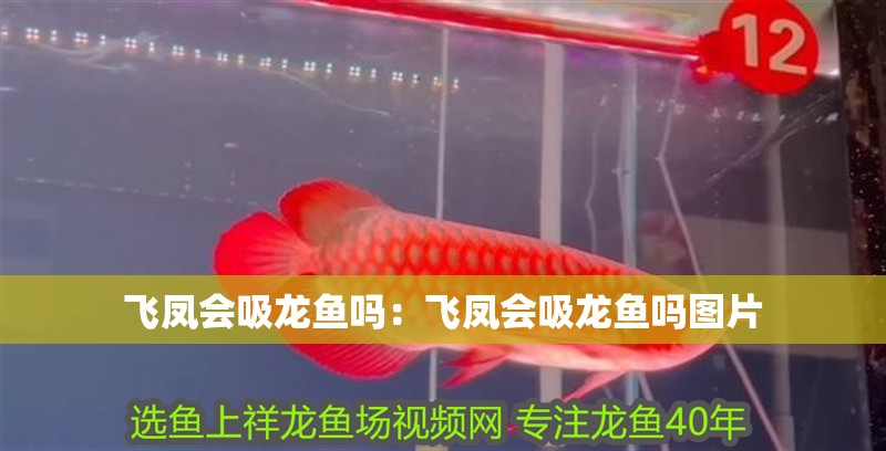 飛鳳會吸龍魚嗎：飛鳳會吸龍魚嗎圖片