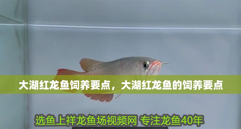 大湖紅龍魚飼養(yǎng)要點(diǎn)，大湖紅龍魚的飼養(yǎng)要點(diǎn)
