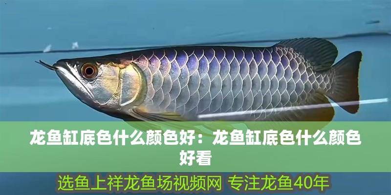龍魚缸底色什么顏色好：龍魚缸底色什么顏色好看