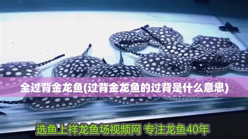 全過背金龍魚(過背金龍魚的過背是什么意思)