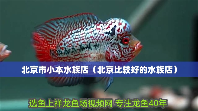 北京市小本水族店（北京比較好的水族店）