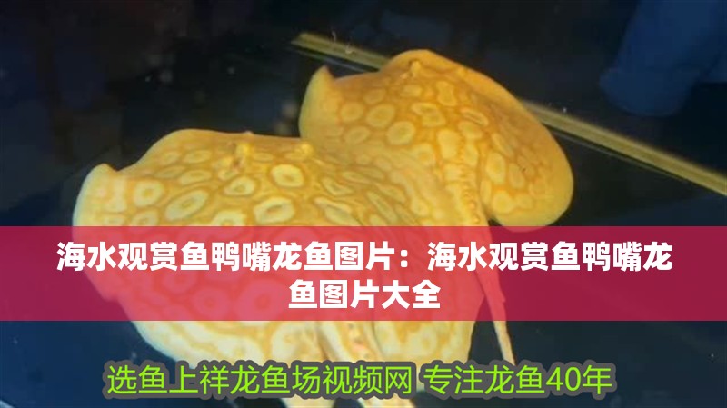 海水觀賞魚鴨嘴龍魚圖片：海水觀賞魚鴨嘴龍魚圖片大全