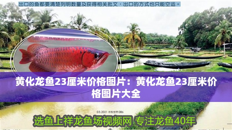 黃化龍魚23厘米價(jià)格圖片：黃化龍魚23厘米價(jià)格圖片大全