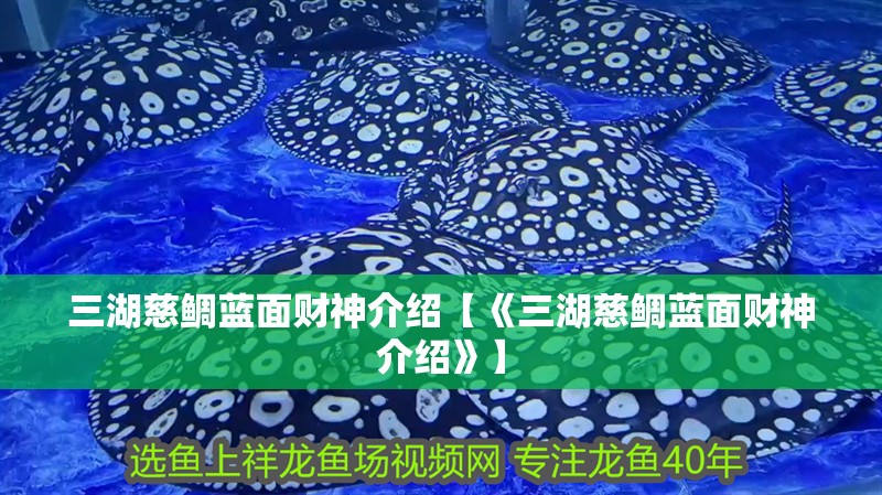 三湖慈鯛藍面財神介紹【《三湖慈鯛藍面財神介紹》】