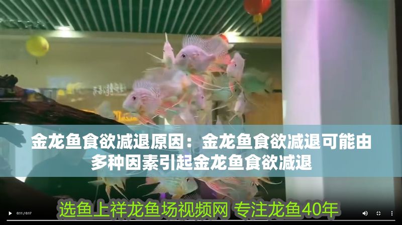 金龍魚食欲減退原因：金龍魚食欲減退可能由多種因素引起金龍魚食欲減退