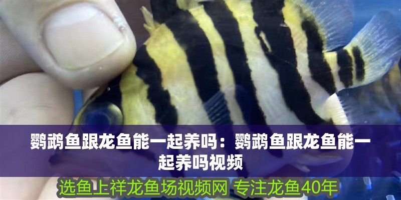鸚鵡魚跟龍魚能一起養嗎：鸚鵡魚跟龍魚能一起養嗎視頻