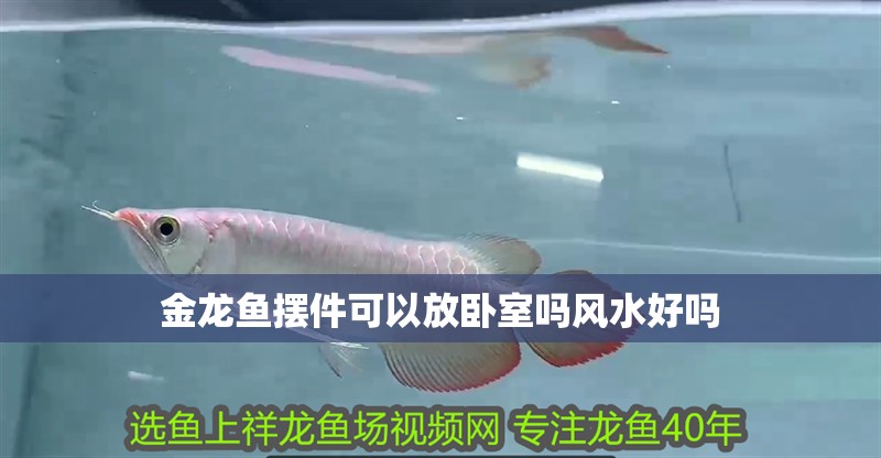 金龍魚擺件可以放臥室嗎風水好嗎 龍魚百科 第2張 金龍魚擺件可以放臥室嗎風水好嗎 金龍魚擺件可以放臥室嗎風水好嗎 龍魚百科 第2張