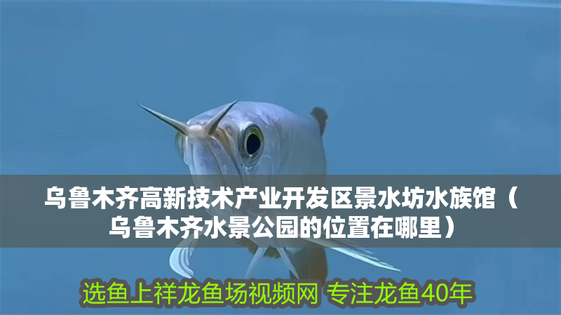 龍魚什么時候換水最好，龍魚換水最佳時間表