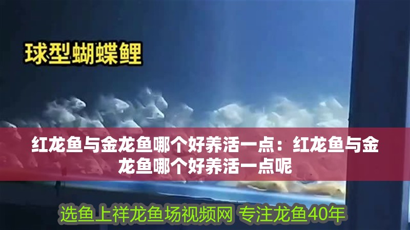 紅龍魚與金龍魚哪個好養活一點：紅龍魚與金龍魚哪個好養活一點呢