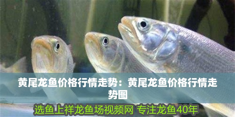 黃尾龍魚價格行情走勢：黃尾龍魚價格行情走勢圖 黃尾龍魚價格行情走勢：黃尾龍魚價格行情走勢圖 水族問答