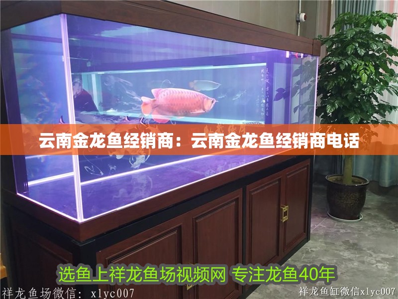 云南金龍魚經(jīng)銷商：云南金龍魚經(jīng)銷商電話