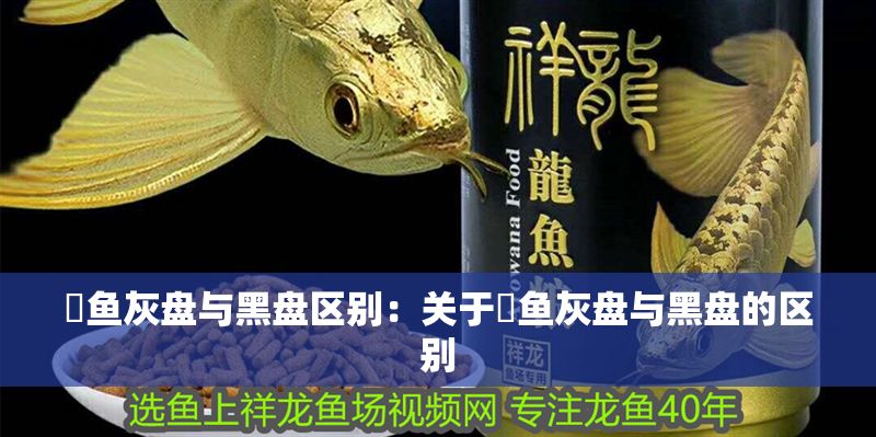 魟魚灰盤與黑盤區(qū)別：關(guān)于魟魚灰盤與黑盤的區(qū)別