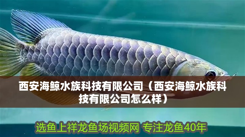 西安海鯨水族科技有限公司（西安海鯨水族科技有限公司怎么樣）