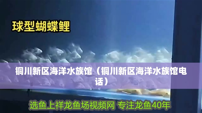 銅川新區海洋水族館（銅川新區海洋水族館電話）
