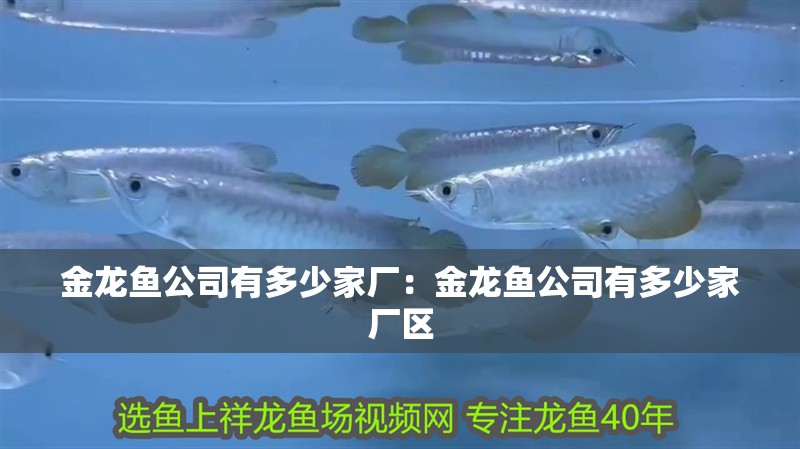 小銀龍魚怎么養及喂養技巧圖解大全圖片(小的銀龍魚怎么養)