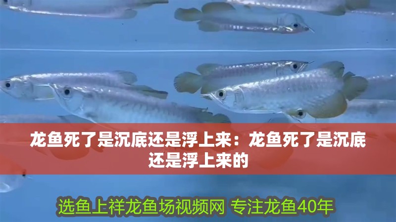 龍魚死了是沉底還是浮上來：龍魚死了是沉底還是浮上來的