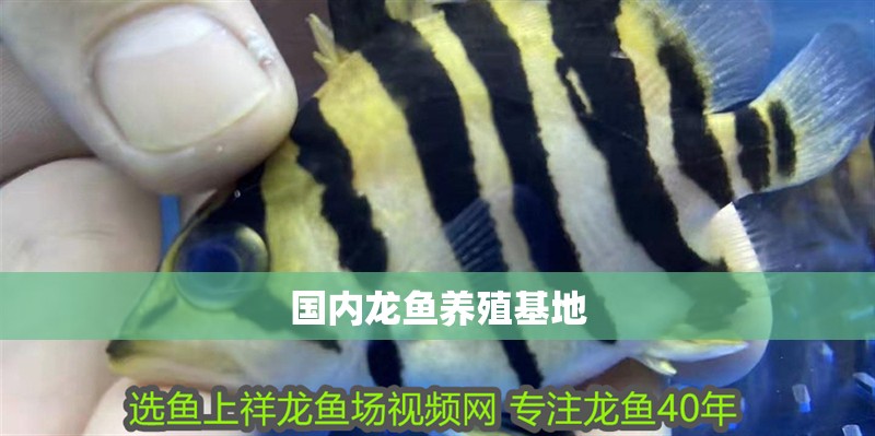 國內龍魚養殖基地