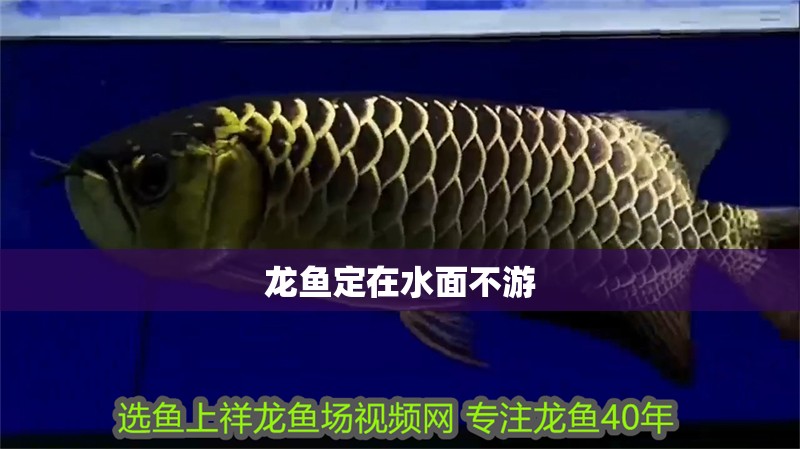 龍魚定在水面不游