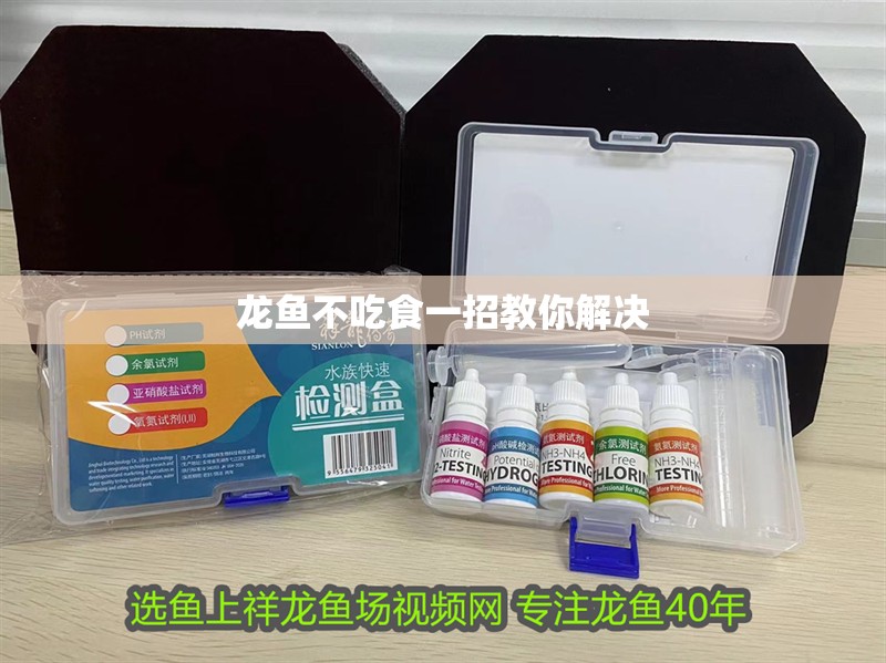 龍魚不吃食一招教你解決