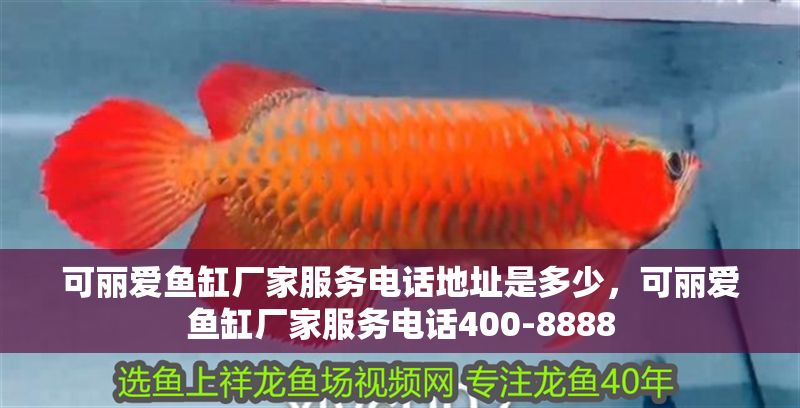 可麗愛魚缸廠家服務電話地址是多少,可麗愛魚缸廠家服務電話400-8888 魚缸百科 第2張 可麗愛魚缸廠家服務電話地址是多少,可麗愛魚缸廠家服務電話400-8888 可麗愛魚缸廠家服務電話地址是多少,可麗愛魚缸廠家服務電話400-8888 魚缸百科 第2張