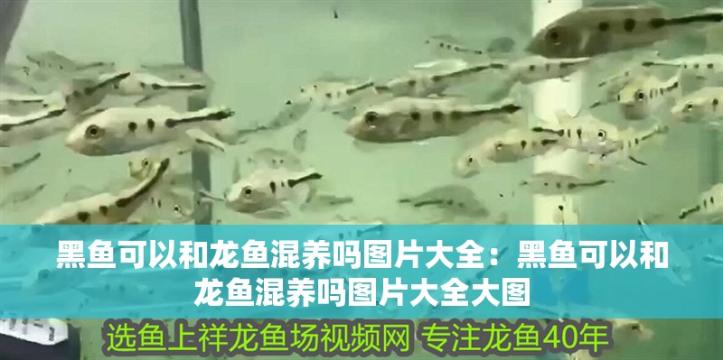 黑魚可以和龍魚混養嗎圖片大全：黑魚可以和龍魚混養嗎圖片大全大圖