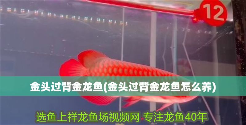 金頭過背金龍魚(金頭過背金龍魚怎么養)