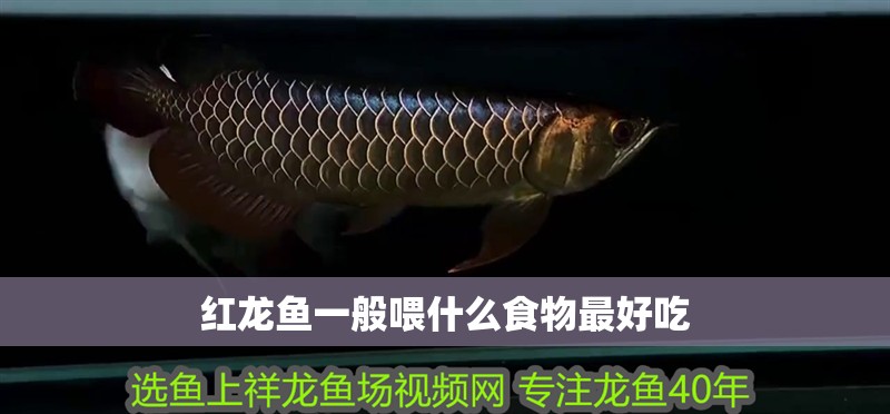 龍魚百度百科大全圖片(龍魚圖片) 紅龍魚百科 第2張 龍魚百度百科大全圖片(龍魚圖片) 龍魚百度百科大全圖片(龍魚圖片) 紅龍魚百科 第2張
