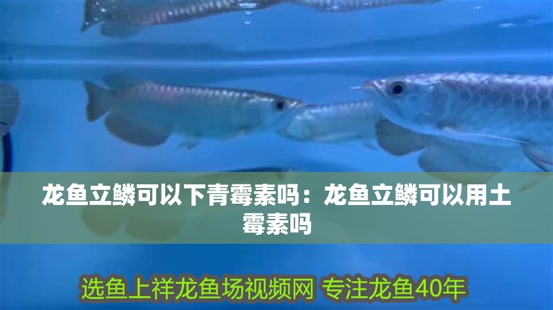 龍魚立鱗可以下青霉素嗎：龍魚立鱗可以用土霉素嗎