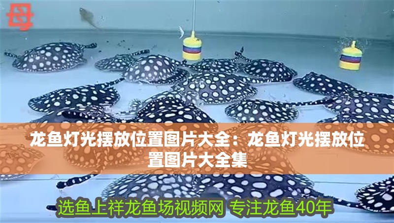 龍魚燈光擺放位置圖片大全：龍魚燈光擺放位置圖片大全集