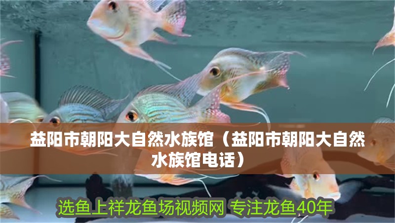 益陽市朝陽大自然水族館（益陽市朝陽大自然水族館電話）