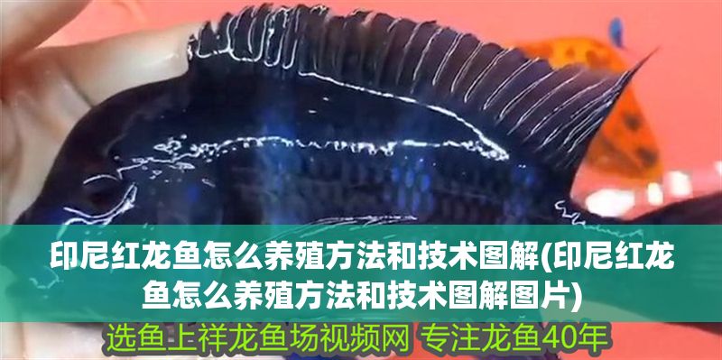 印尼紅龍魚怎么養殖方法和技術圖解(印尼紅龍魚怎么養殖方法和技術圖解圖片)