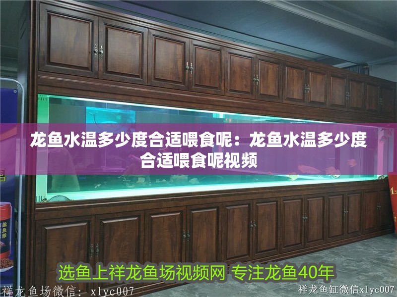 龍魚水溫多少度合適喂食呢：龍魚水溫多少度合適喂食呢視頻