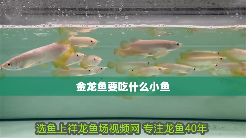 金龍魚要吃什么小魚