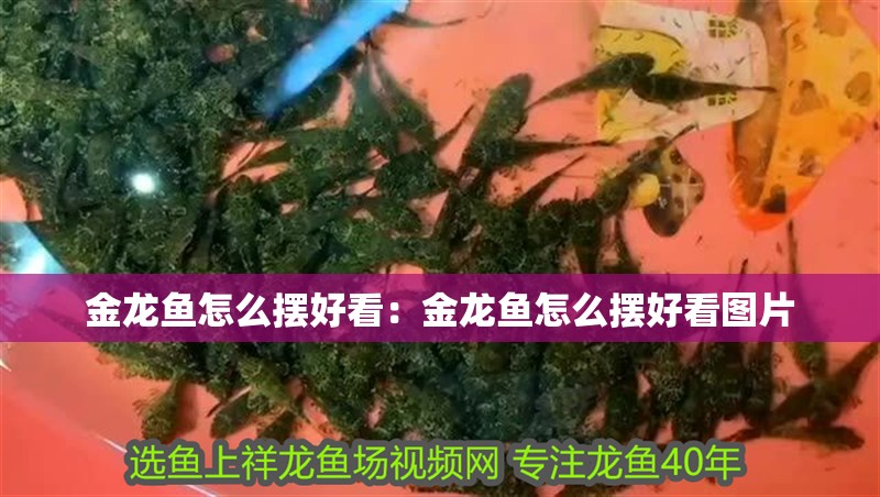 金龍魚怎么擺好看：金龍魚怎么擺好看圖片