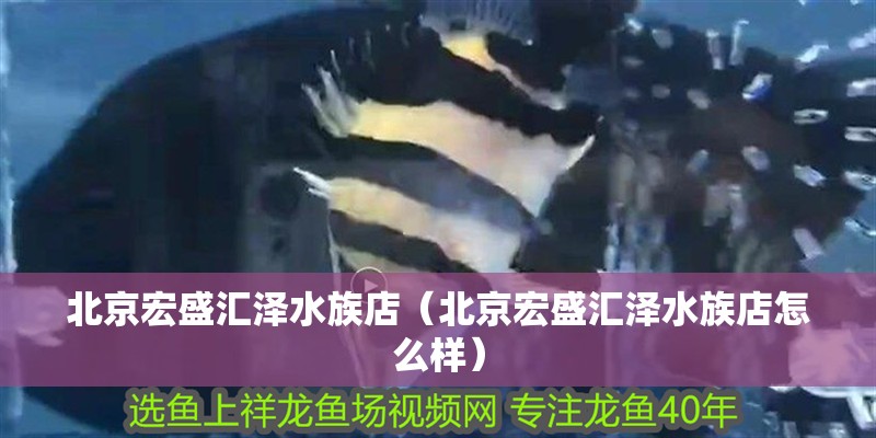 北京宏盛匯澤水族店（北京宏盛匯澤水族店怎么樣）
