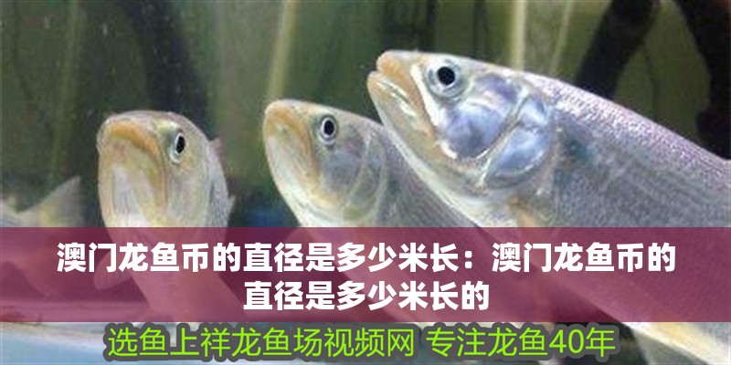 澳門龍魚幣的直徑是多少米長：澳門龍魚幣的直徑是多少米長的