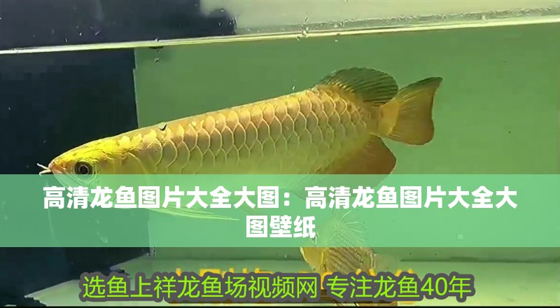 高清龍魚圖片大全大圖：高清龍魚圖片大全大圖壁紙