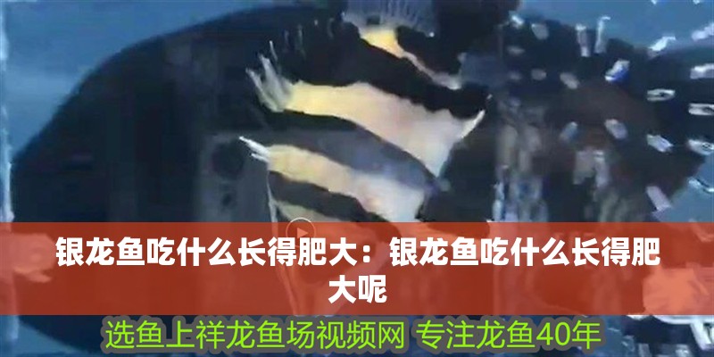 銀龍魚吃什么長得肥大：銀龍魚吃什么長得肥大呢