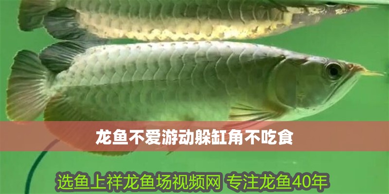 龍魚不愛游動躲缸角不吃食