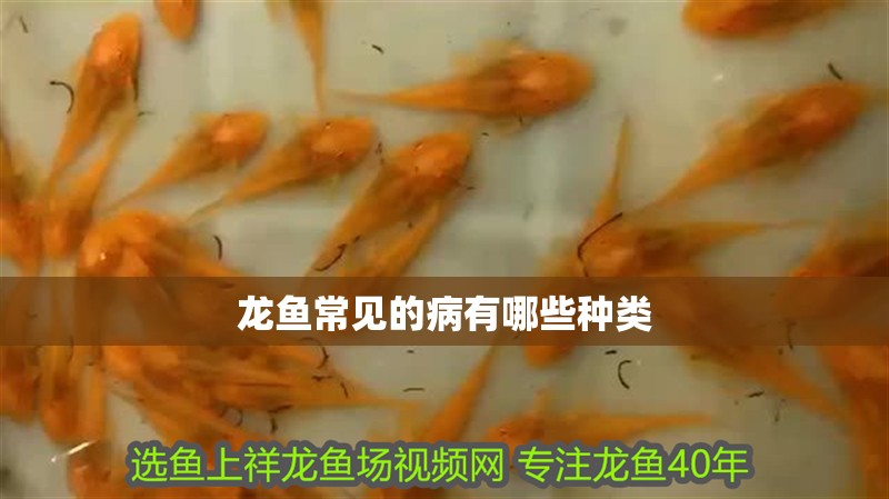 銀龍魚(yú)水溫26度可以嗎(銀龍魚(yú)水溫23度可以嗎)