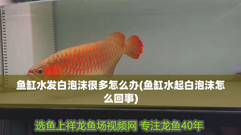 魚缸水發(fā)白泡沫很多怎么辦(魚缸水起白泡沫怎么回事)