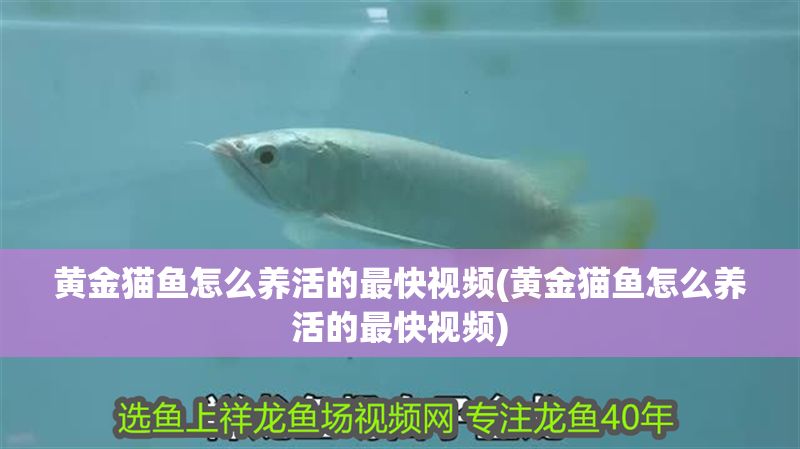 黃金貓魚怎么養(yǎng)活的最快視頻(黃金貓魚怎么養(yǎng)活的最快視頻)